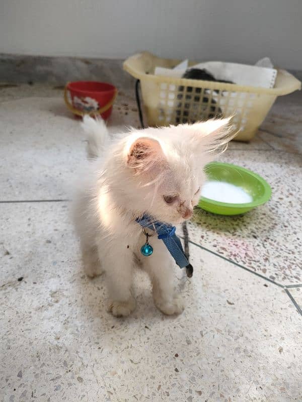 persian pure Persian male white colour healthy and active 5