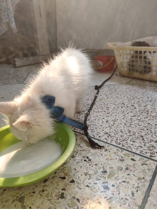 persian pure Persian male white colour healthy and active 6