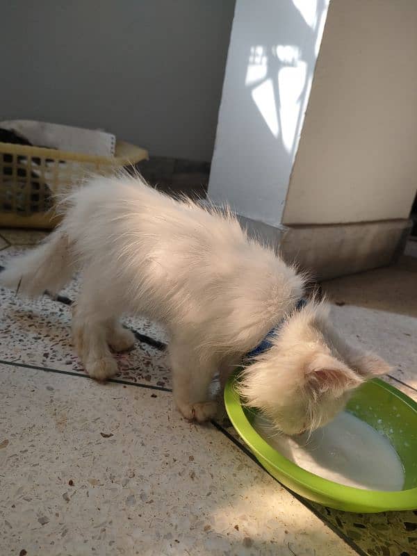 persian pure Persian male white colour healthy and active 7