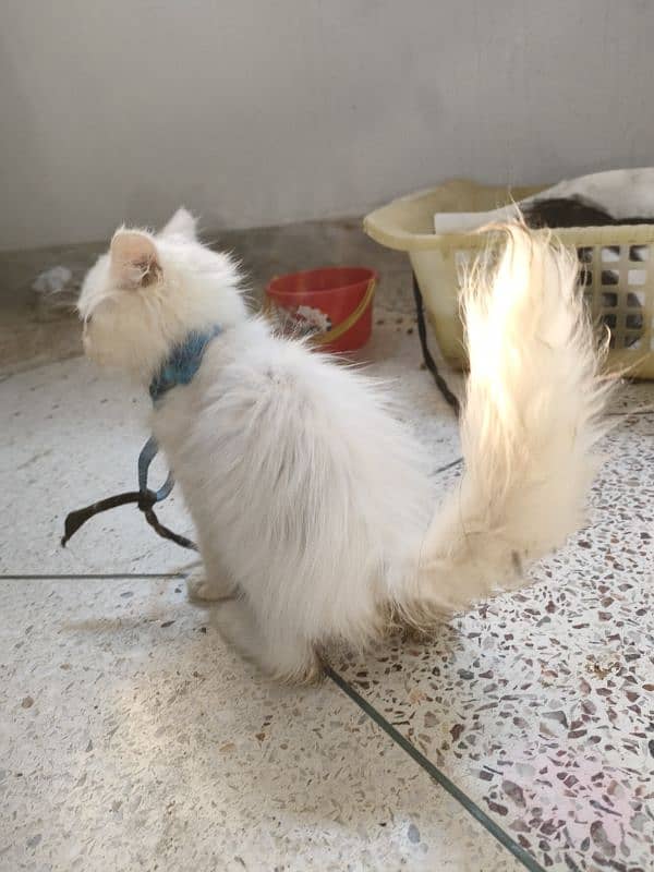 persian pure Persian male white colour healthy and active 8