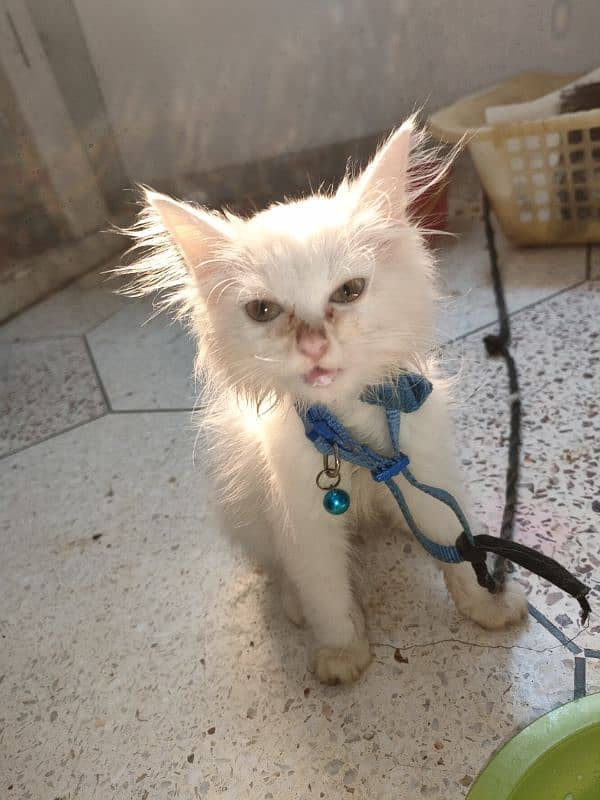 persian pure Persian male white colour healthy and active 9