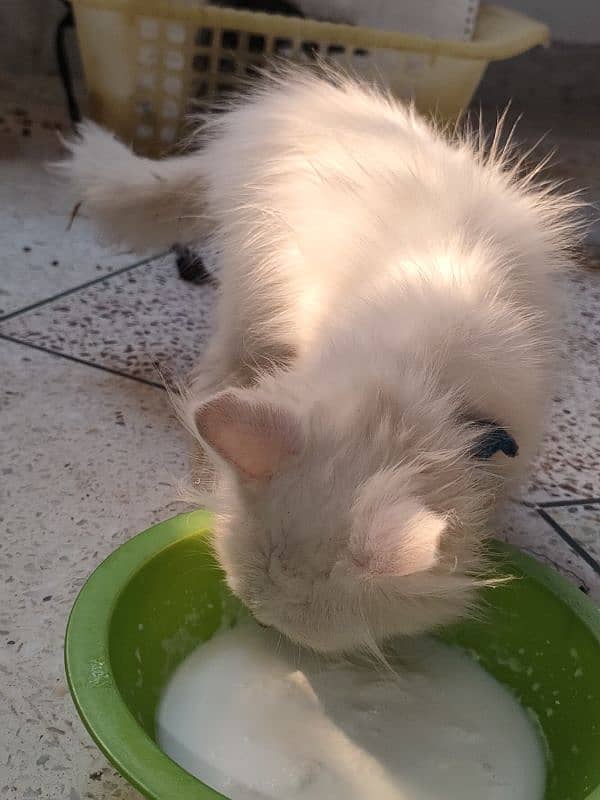 persian pure Persian male white colour healthy and active 10