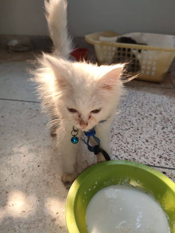 persian pure Persian male white colour healthy and active 11