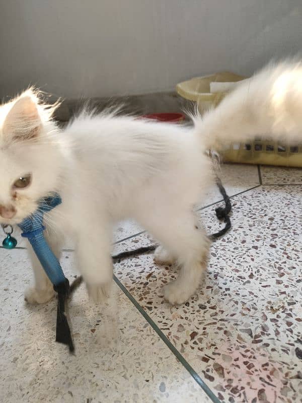 persian pure Persian male white colour healthy and active 12