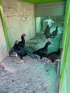 aseel mianwali pairs for sale.