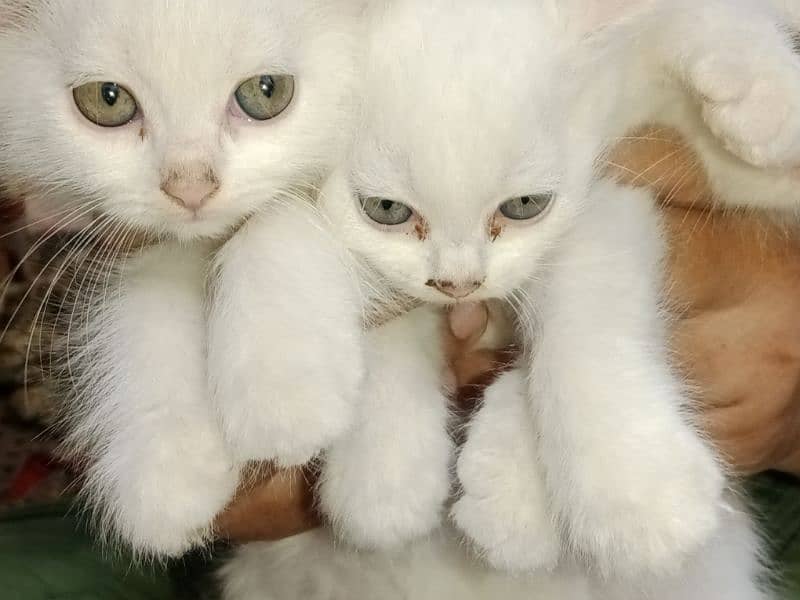 Persian pair 6