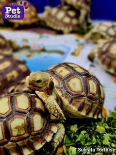 sulcata tortoise