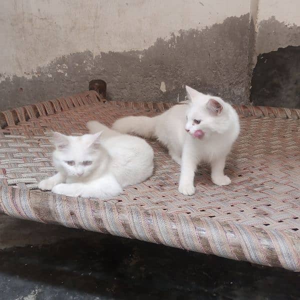 cats for sale 3