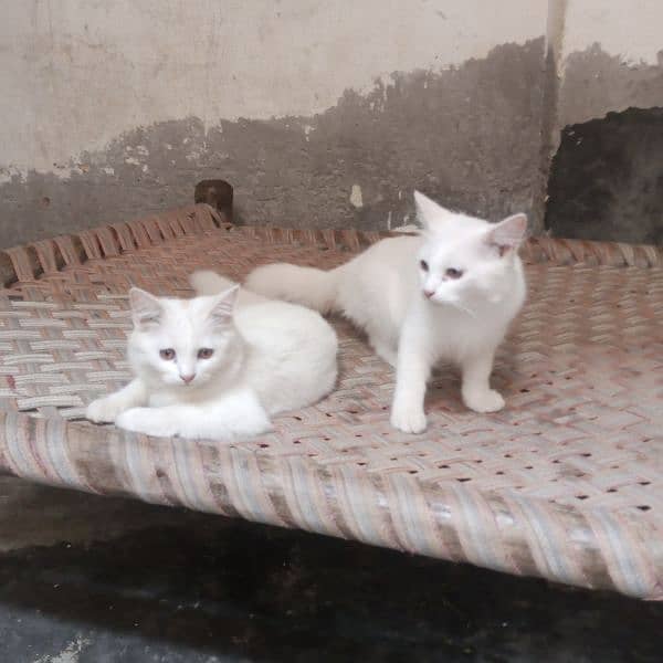 cats for sale 4