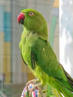 ring neck parrot 0