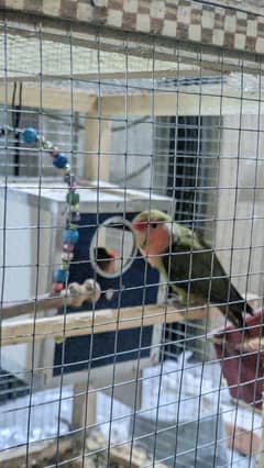 Love Birds Breeder Pair with Cage 0