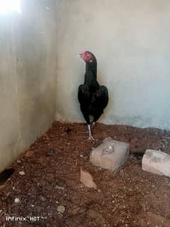 lasani full black female