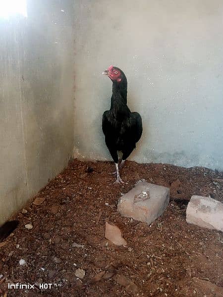 lasani full black female 0