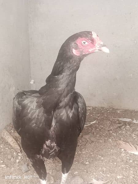 lasani full black female 1