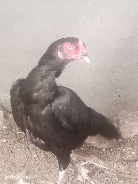 lasani full black female 2