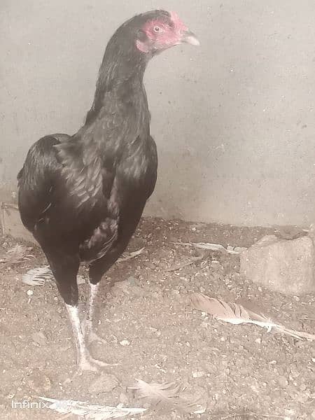 lasani full black female 4