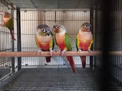 Conure | pair | parrot | high red factor| birds | available