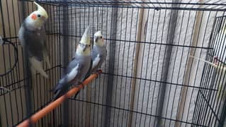 Cockatiel 4 pcs for sale