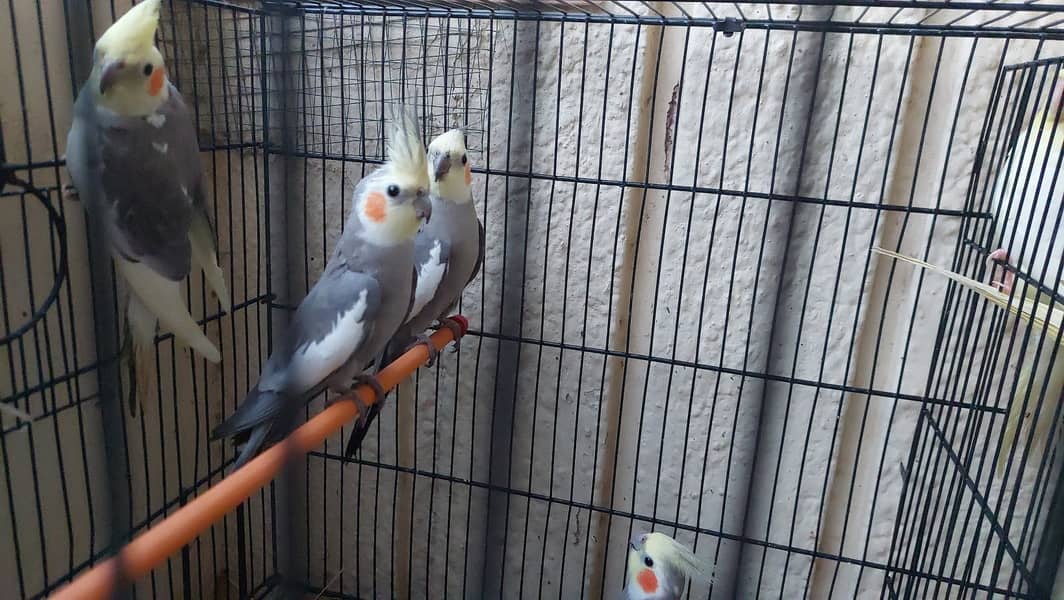 Cockatiel 4 pcs for sale 1