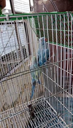 Violet. Violet Turquoise. Cobalt Ringneck Pathe