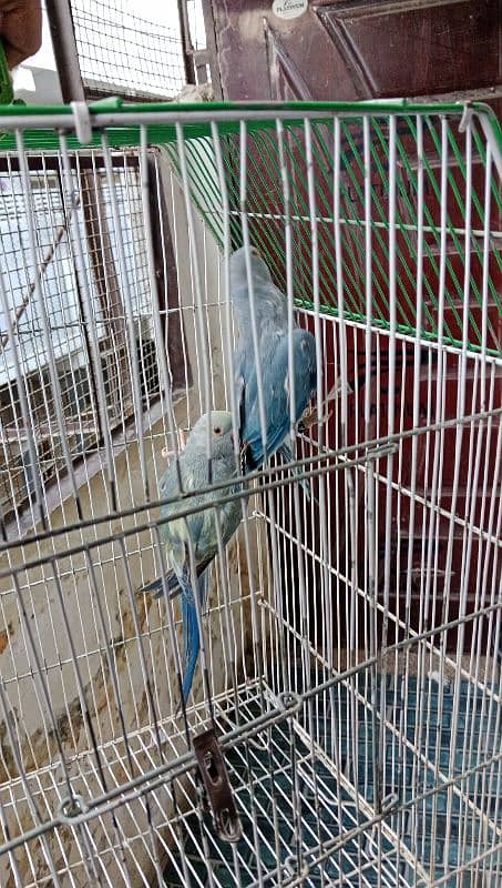 Violet. Violet Turquoise. Cobalt Ringneck Pathe 1