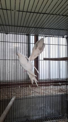 Cockatiel Pair