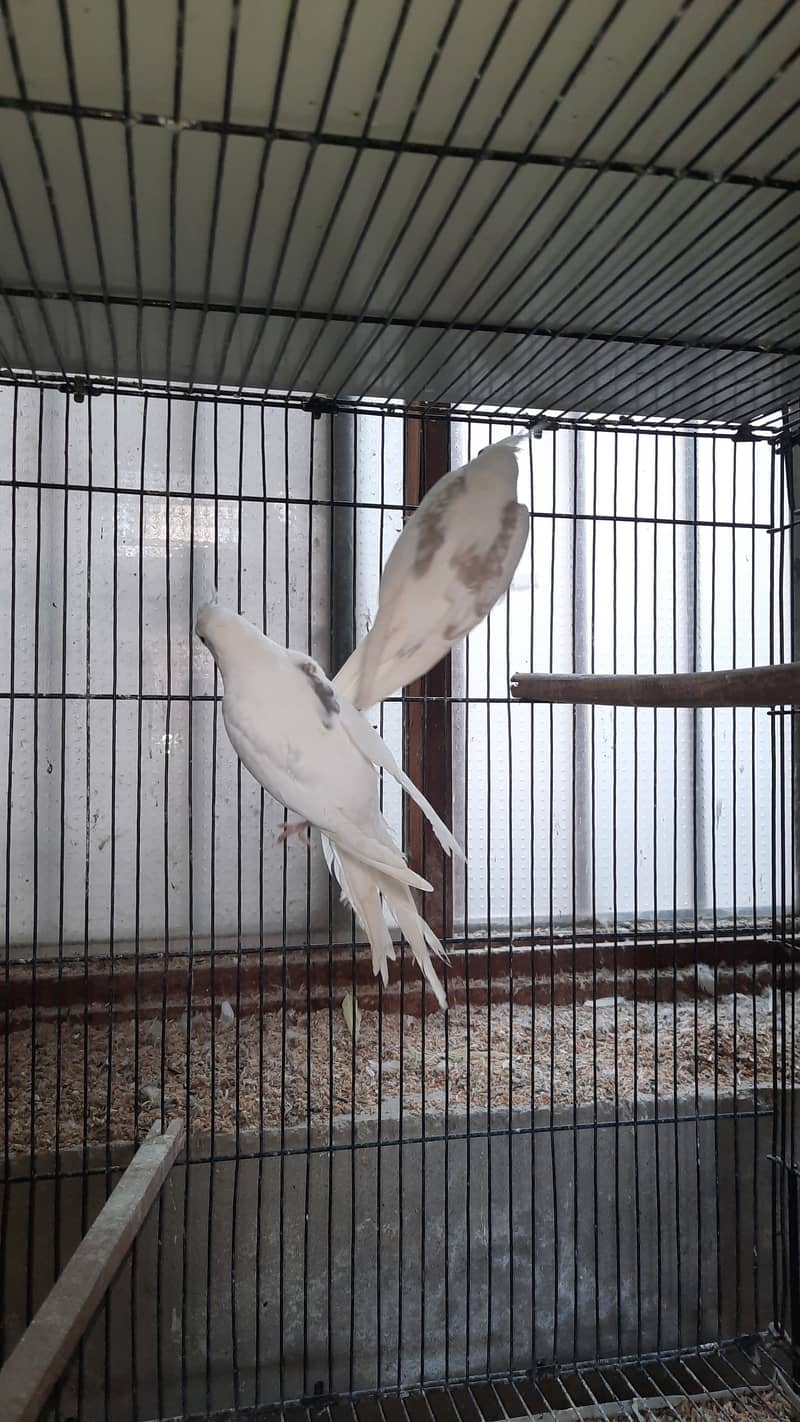 Cockatiel Pair 0