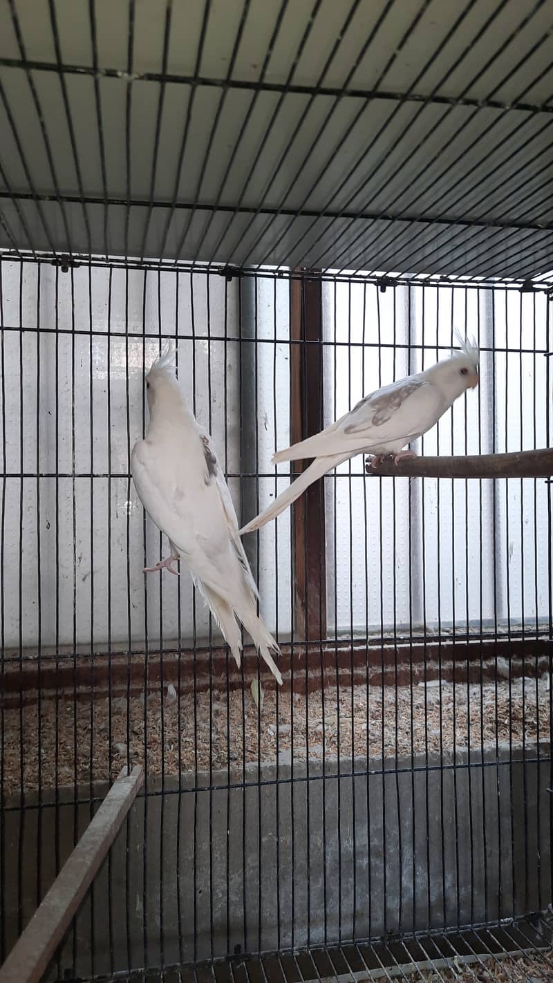 Cockatiel Pair 1