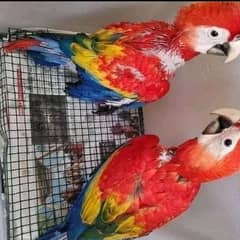 Red macaw parrots 03262134833