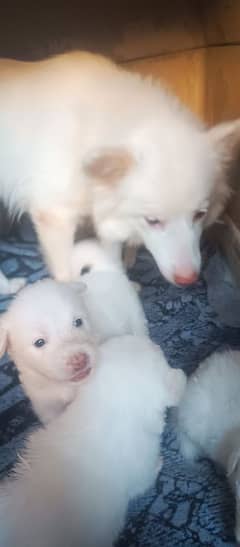 Russian puppy for sale pink nose 0