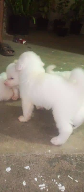 Russian puppy for sale pink nose 3