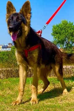 German shepherd male full long cort show quality male