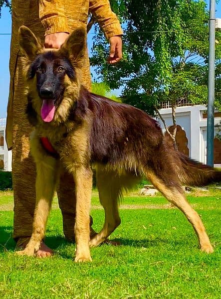 German shepherd male full long cort show quality male 1