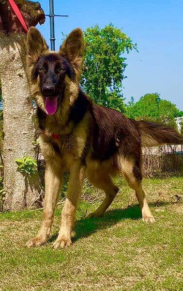 German shepherd male full long cort show quality male 2