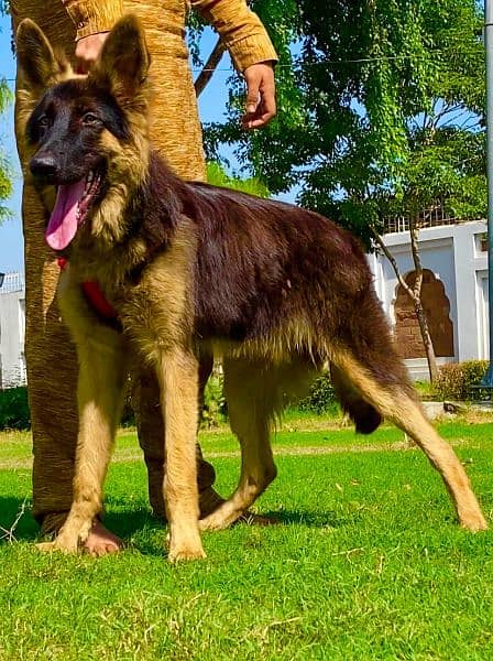 German shepherd male full long cort show quality male 3