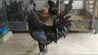 ayam cemani chicks eggs and breeder for sale. .