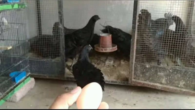 ayam cemani chicks eggs and breeder for sale. . 1