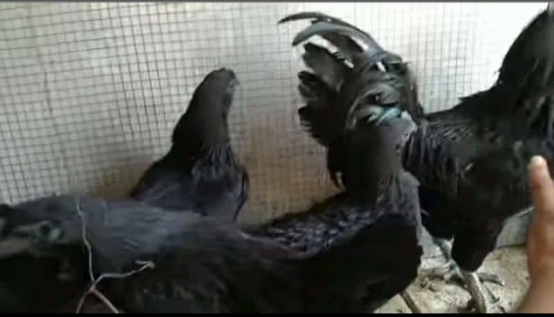 ayam cemani chicks eggs and breeder for sale. . 4