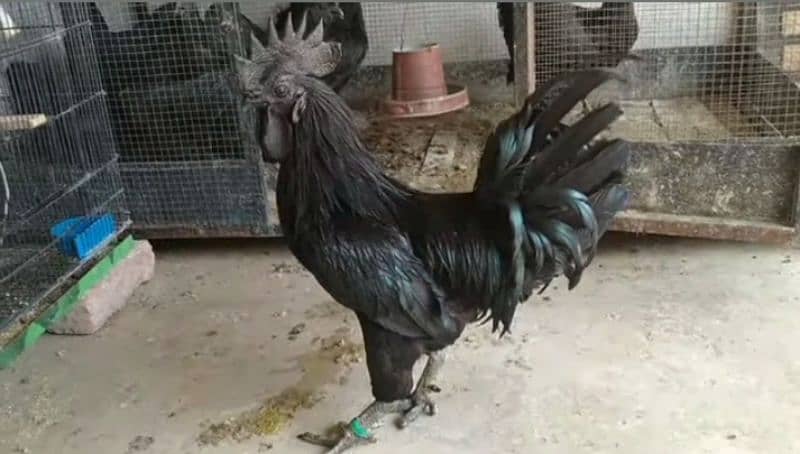 ayam cemani chicks eggs and breeder for sale. . 5