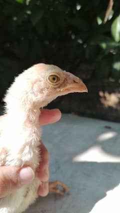 Heera aseel green eye high quality chick pair