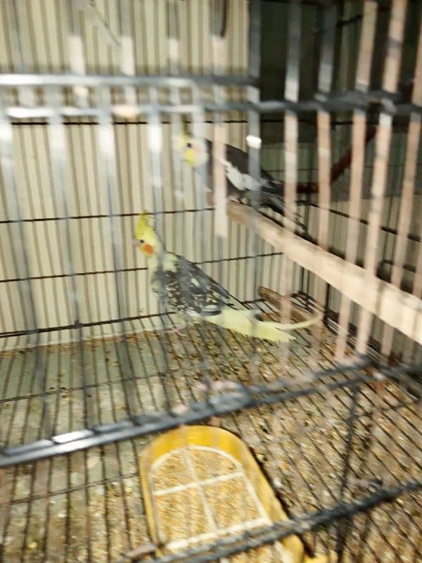 cockatiels 1