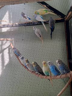 Australian parrots pair