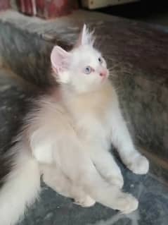 40 days percian male cat