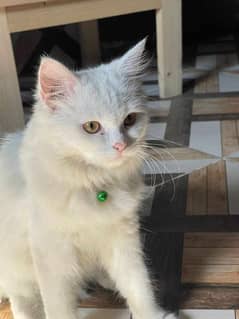 Persian Cats looking for new home