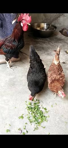 Hen's for sale healdy and active