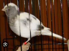 Canary Birds for sale