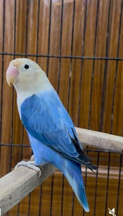 Blue split Opaline split palefellow 11 month plus