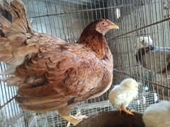 Aseel hen with 2 Chicks Pure & Asil  jawa pairs mushka Reeza chick