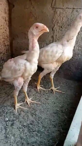 parrot beak aneel white chicks male and female 2