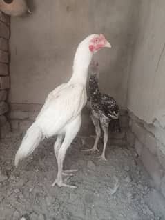 Aseel heera patha for sale white nok nali 03106790615